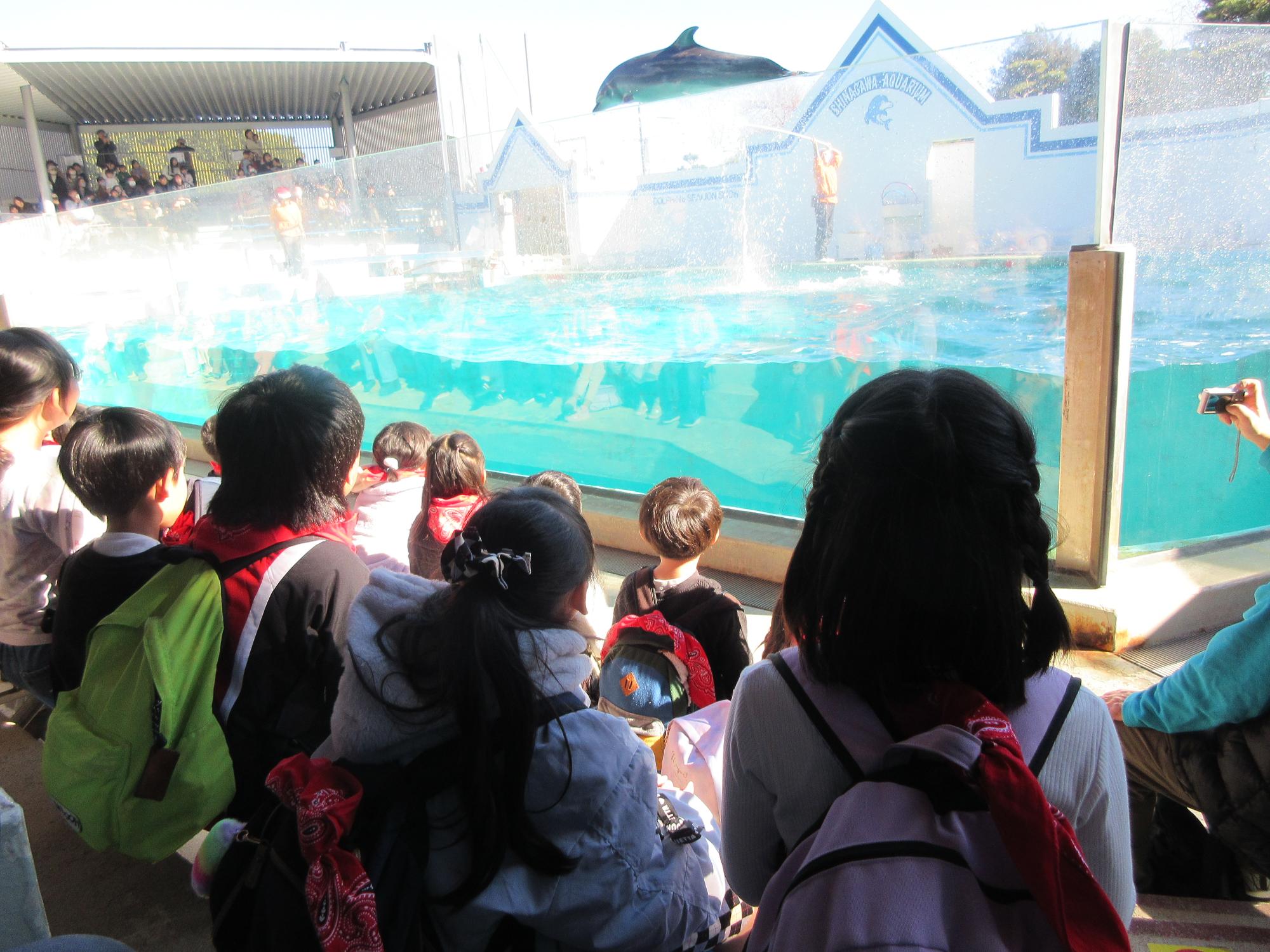 イルカショーを鑑賞する児童