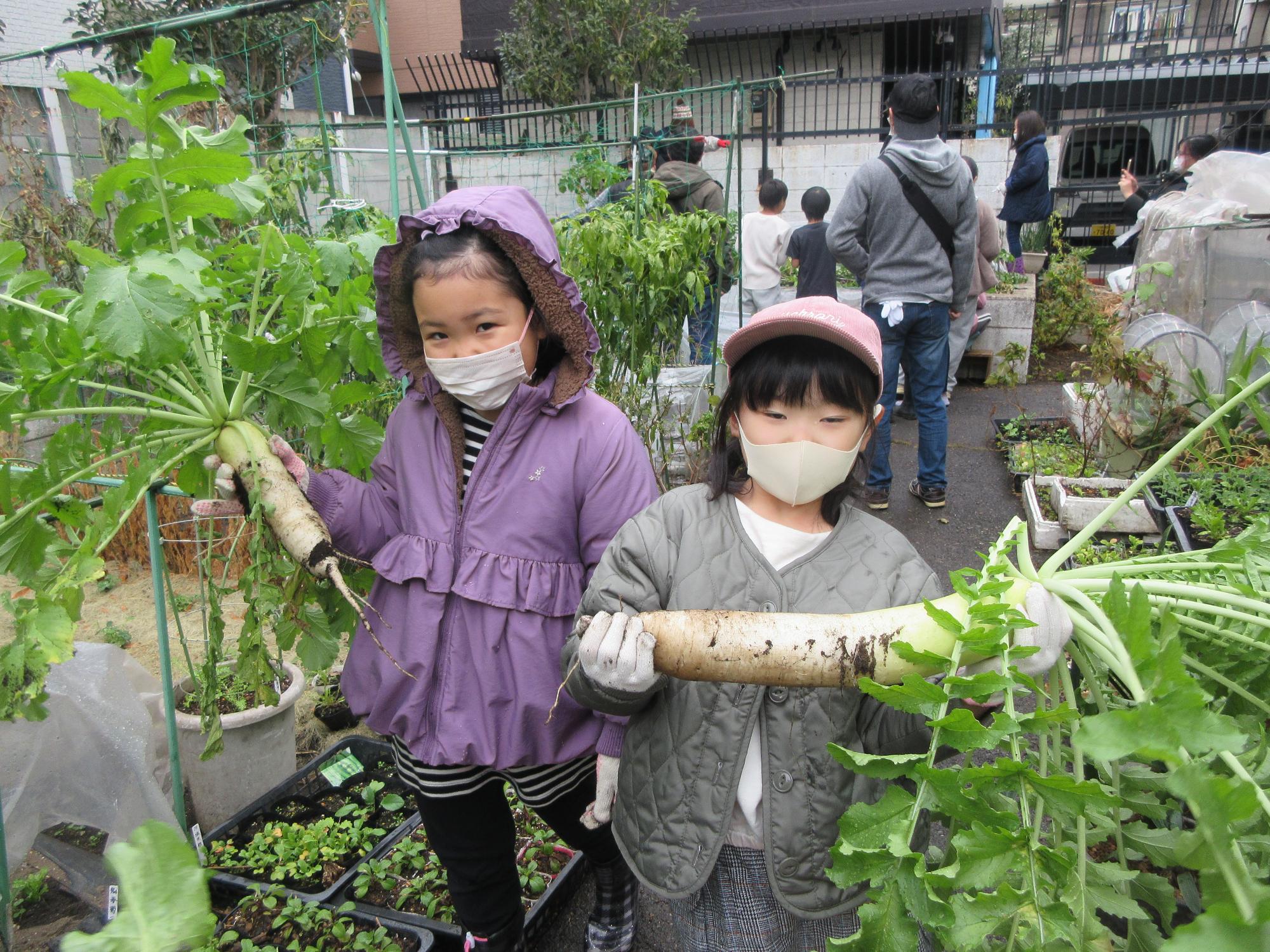 大根を収穫している様子