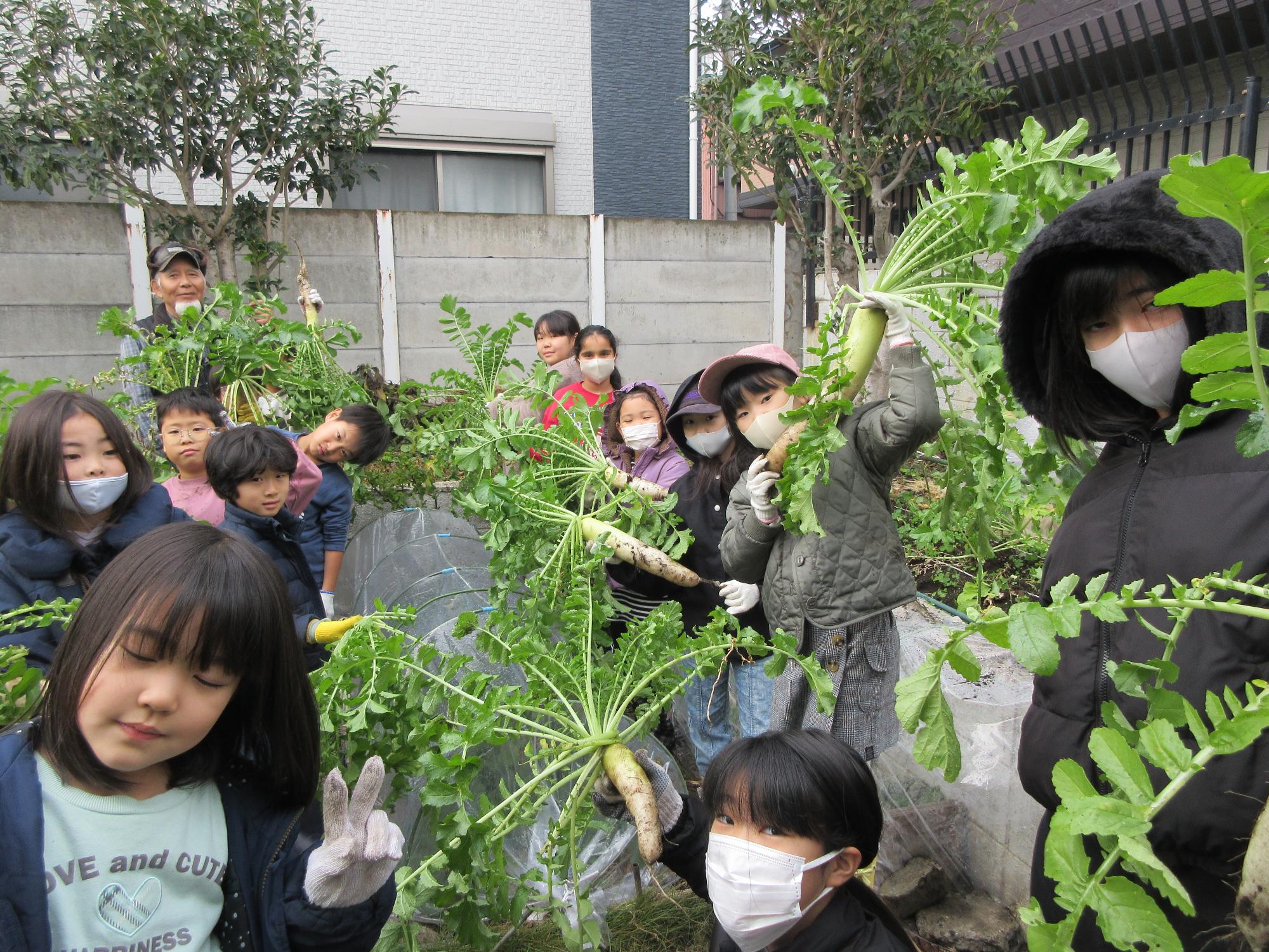大根を収穫している様子