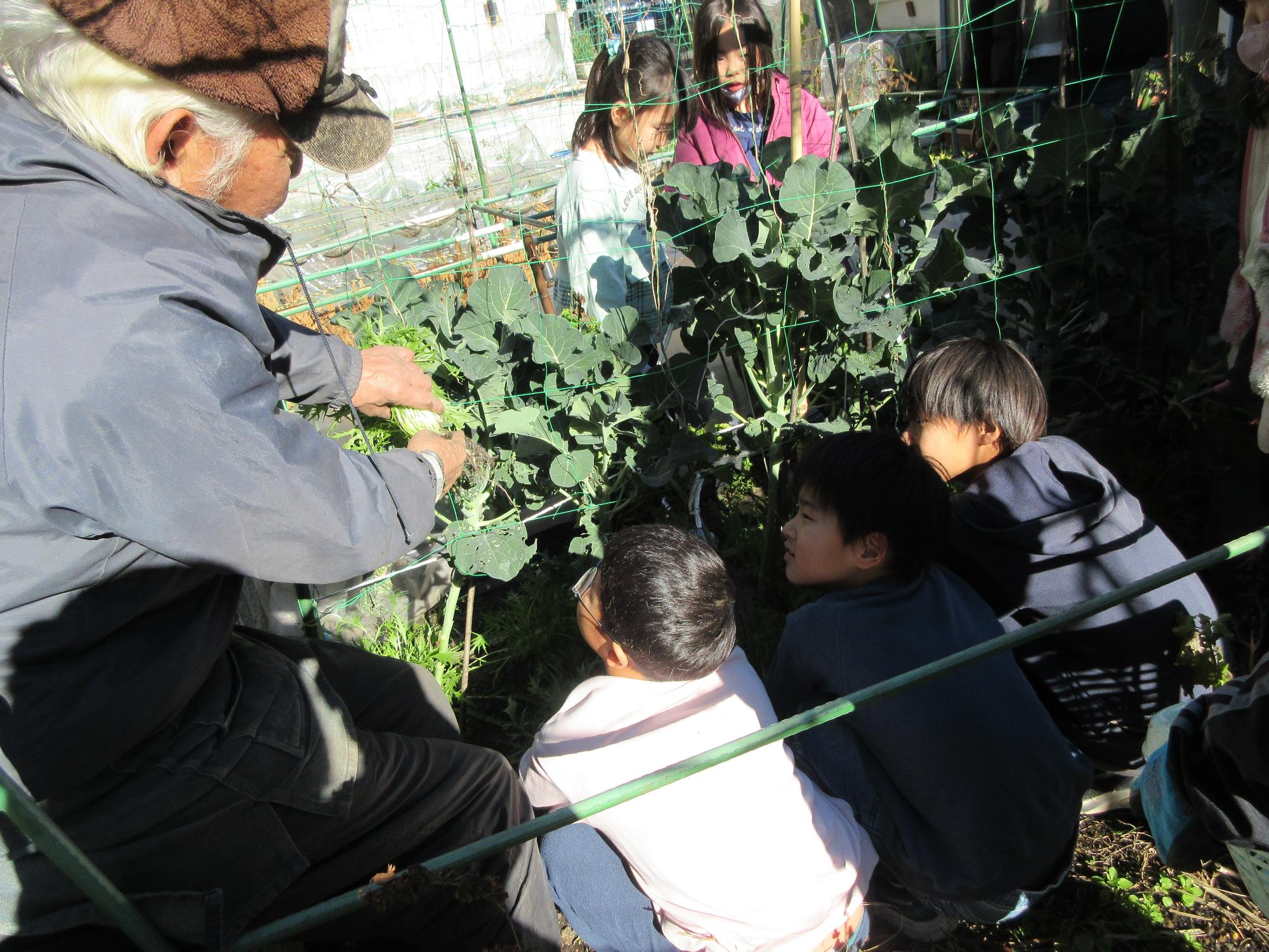 児童たちが水菜を収穫している様子