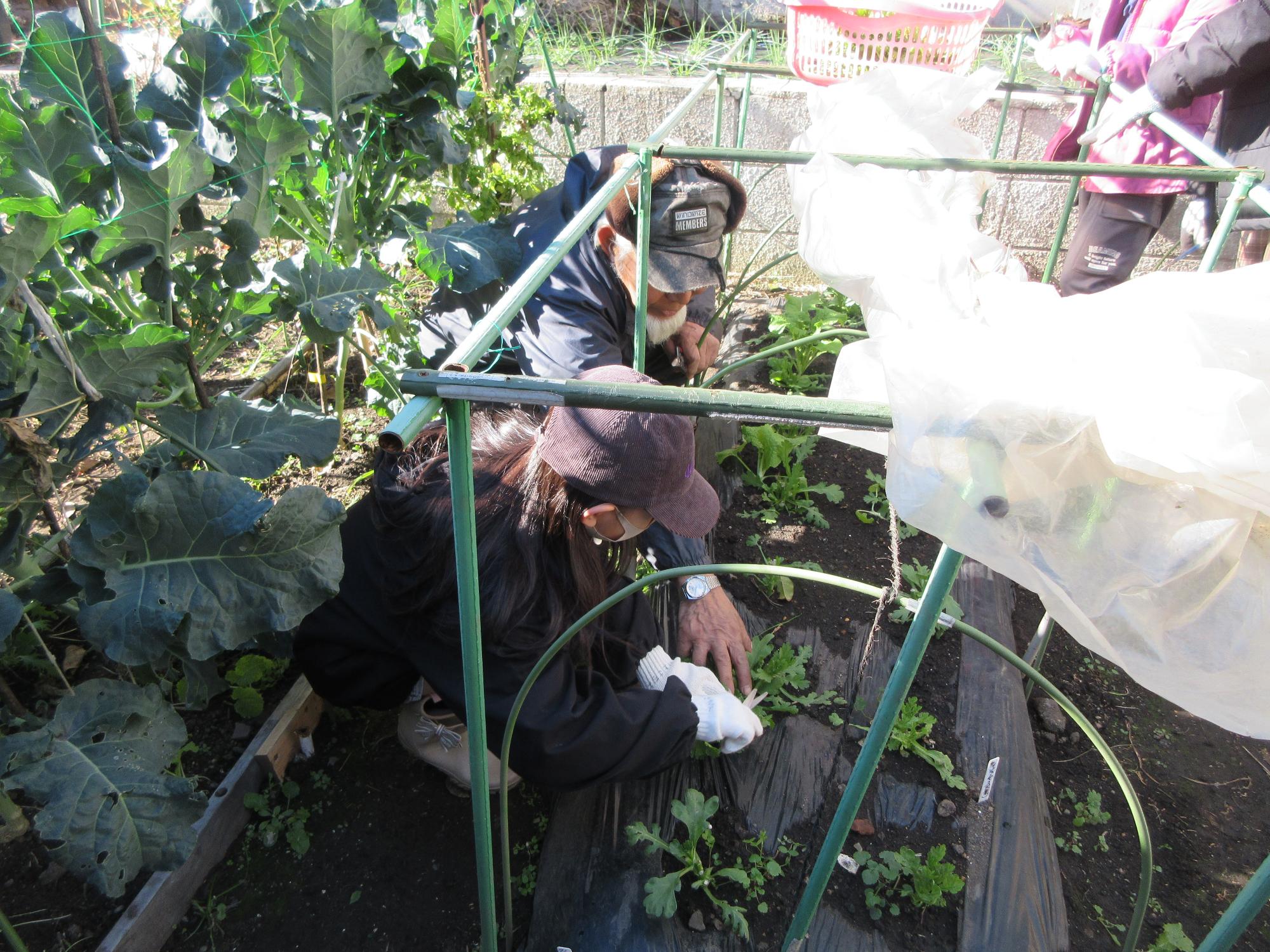 児童が春菊を収穫している様子