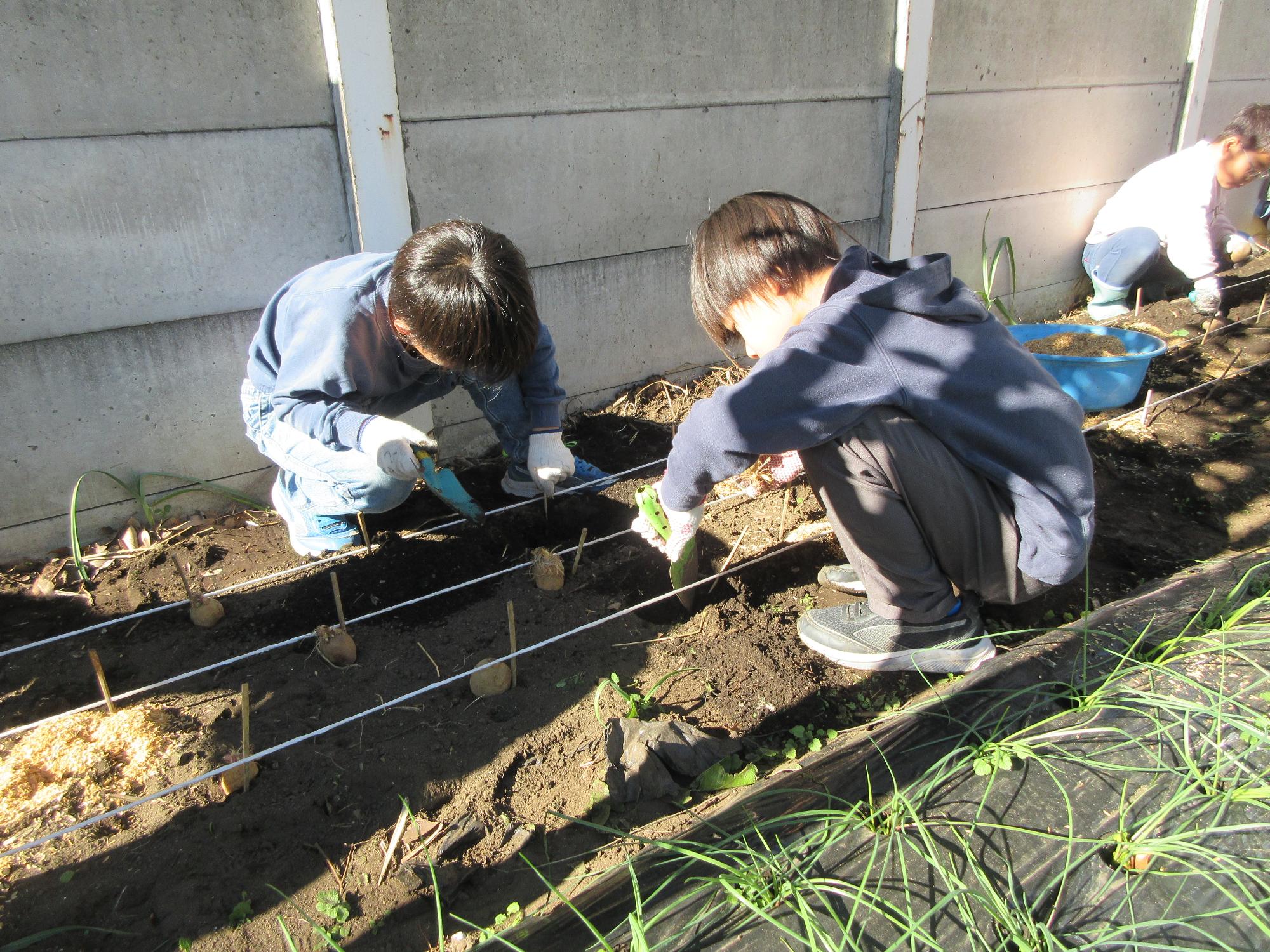 児童たちがじゃがいもを定植している様子