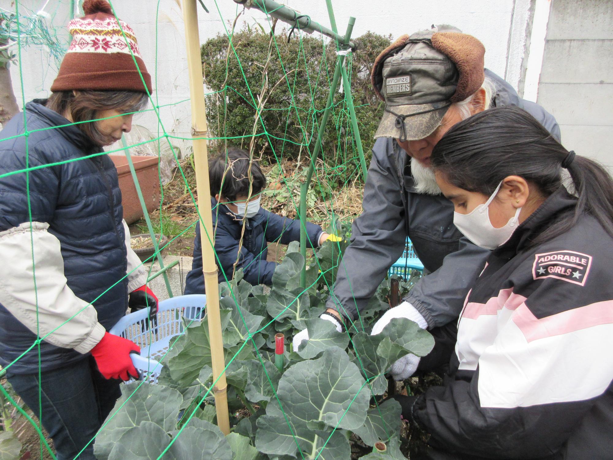児童たちがスティックセニョールを収穫している様子