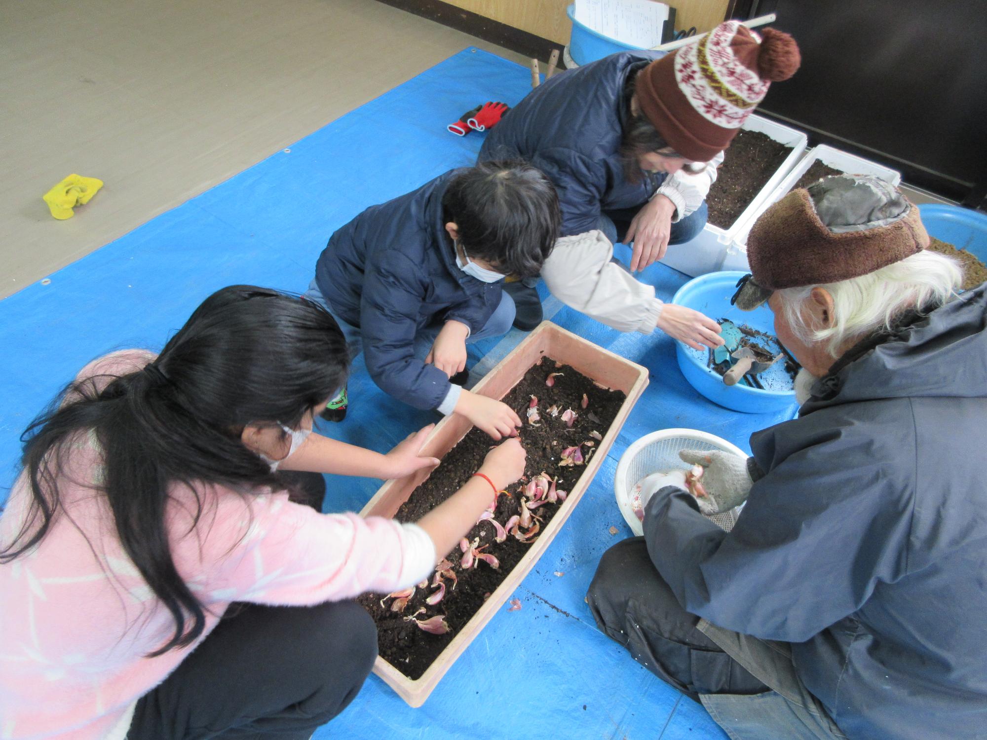 児童たちがわけぎの定植している様子