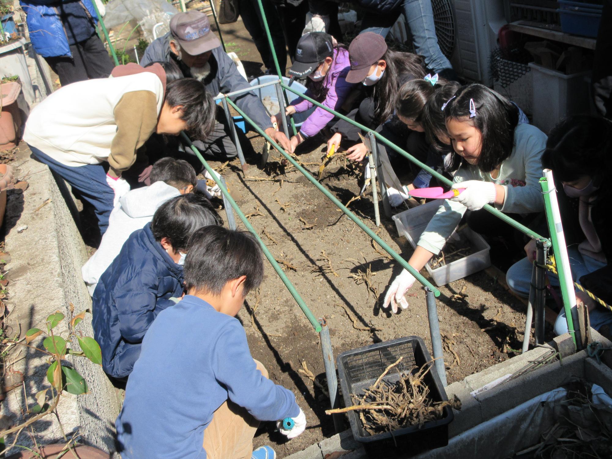 児童たちがしょうがを植えている様子