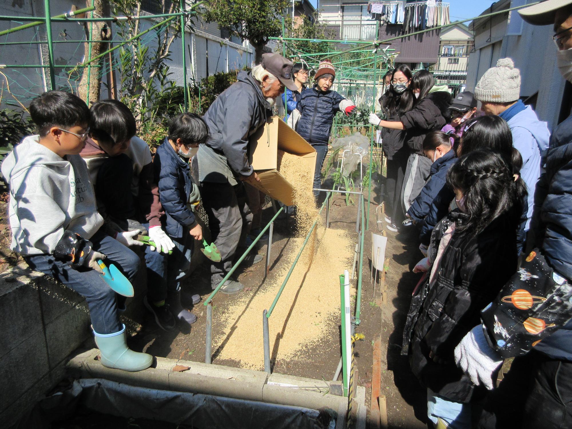 畑にもみ殻をかけている様子