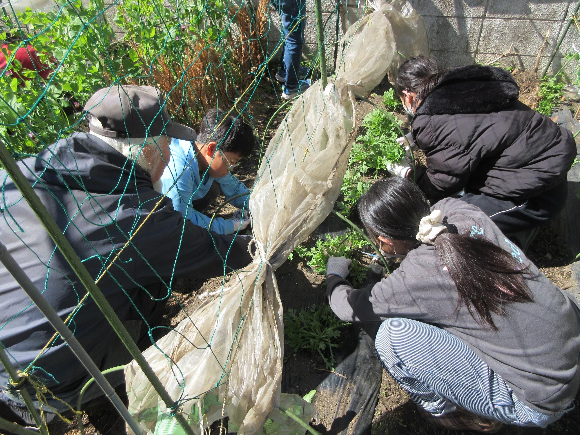 春菊を収穫している様子