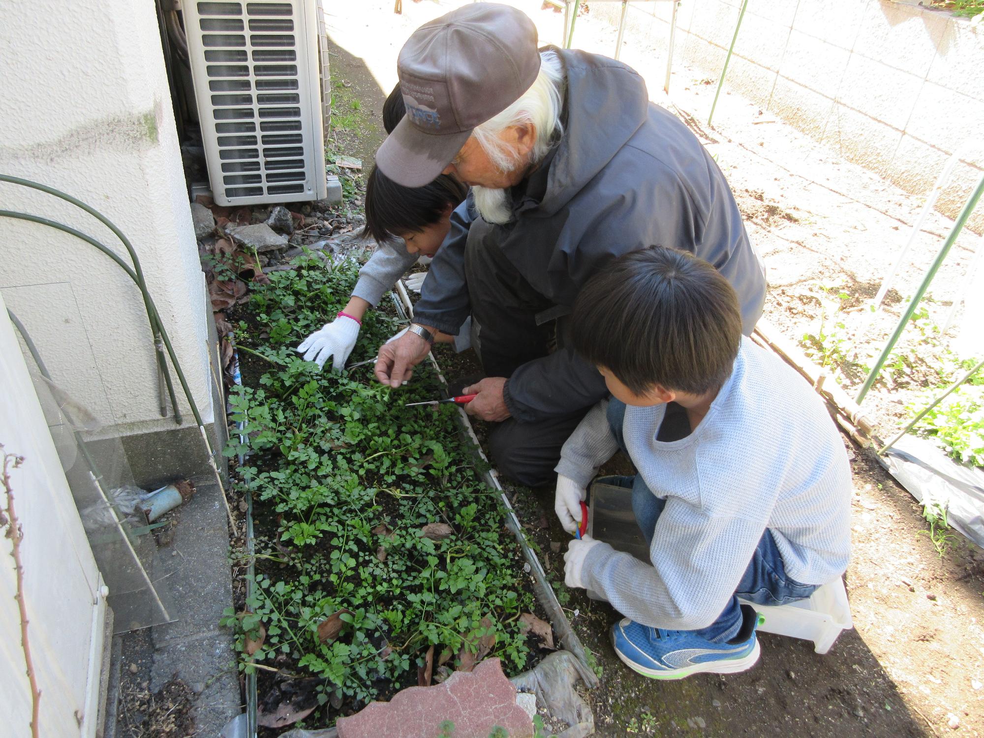 せりを収穫している様子
