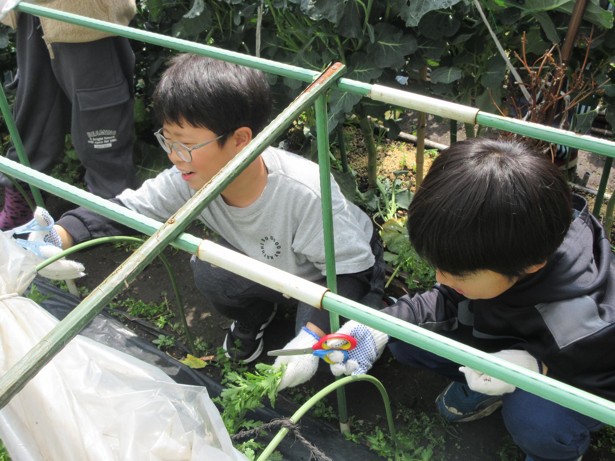 児童が春菊を収穫している様子