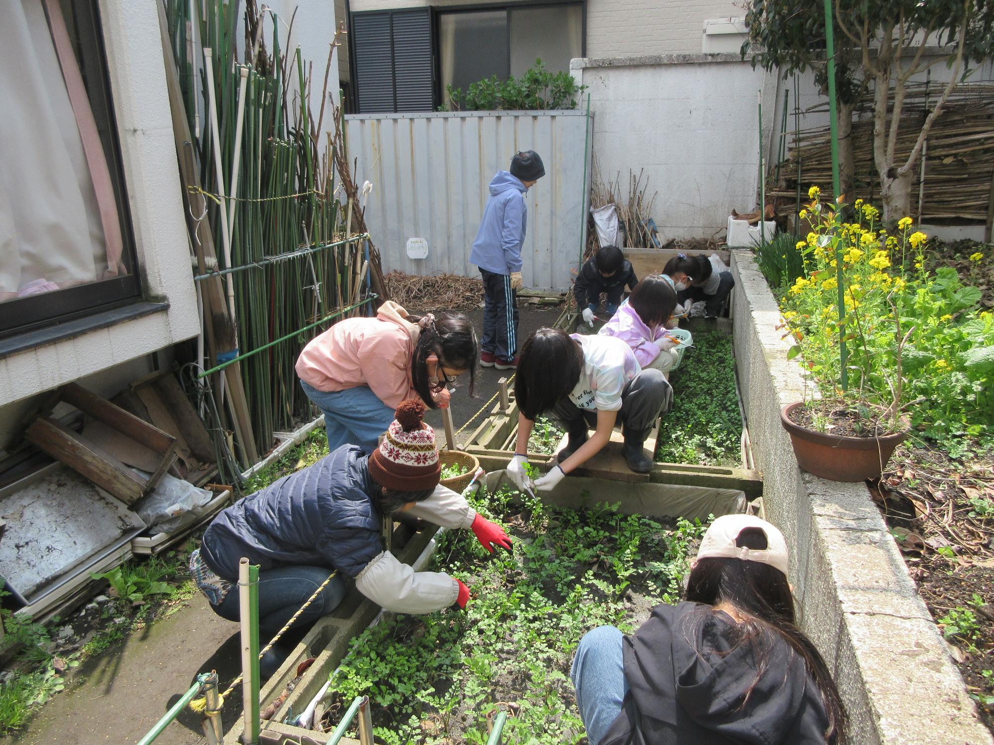 児童たちがせりを収穫している様子