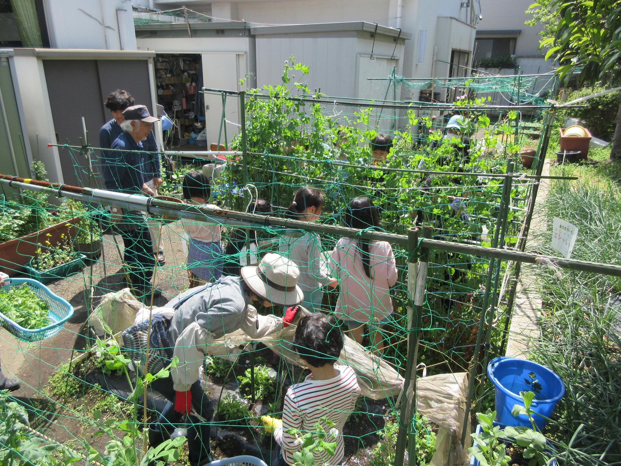 児童たちが野菜を収穫している様子