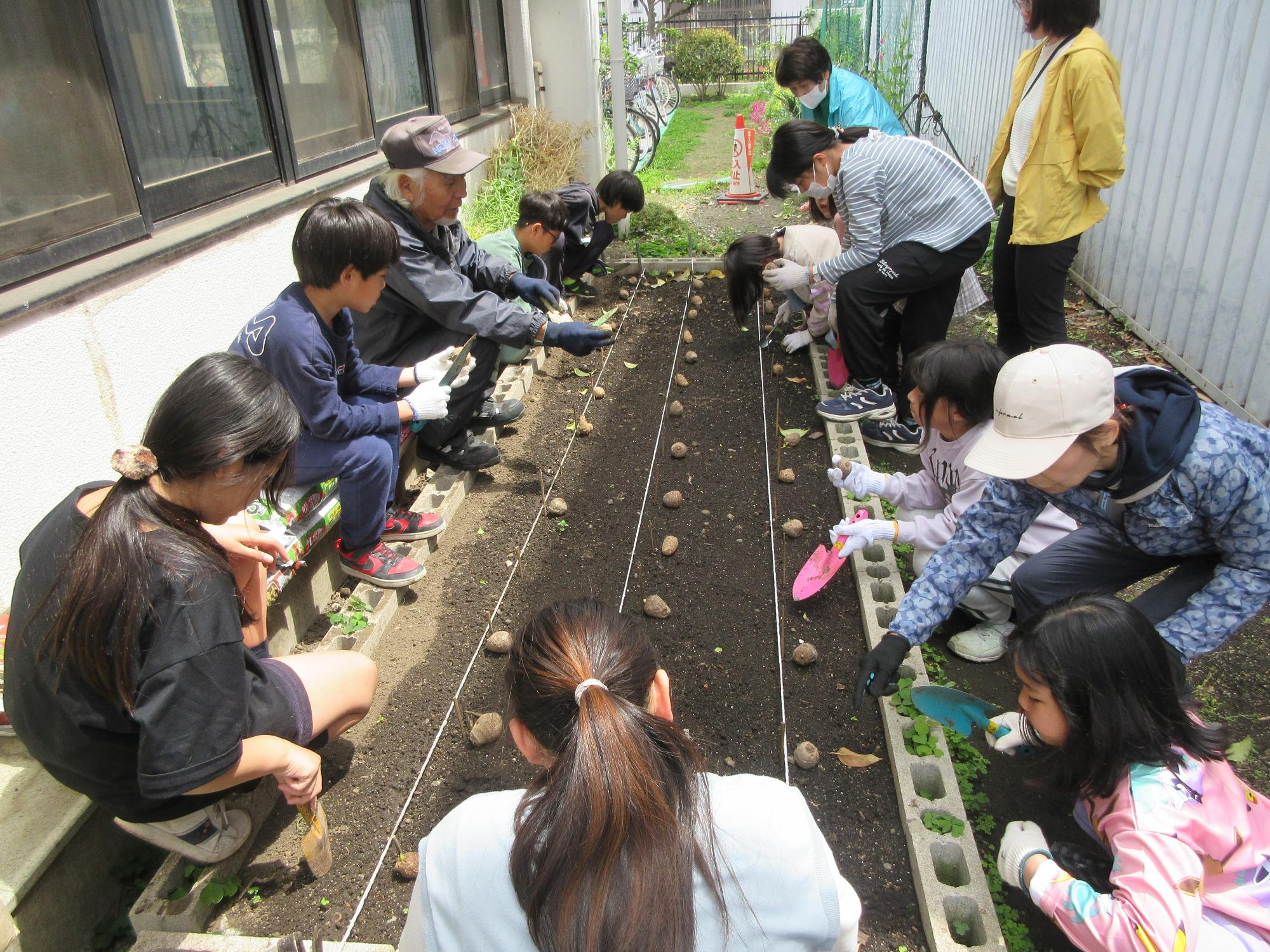 児童とボランティアの成人がジャガイモの種芋を植えている様子