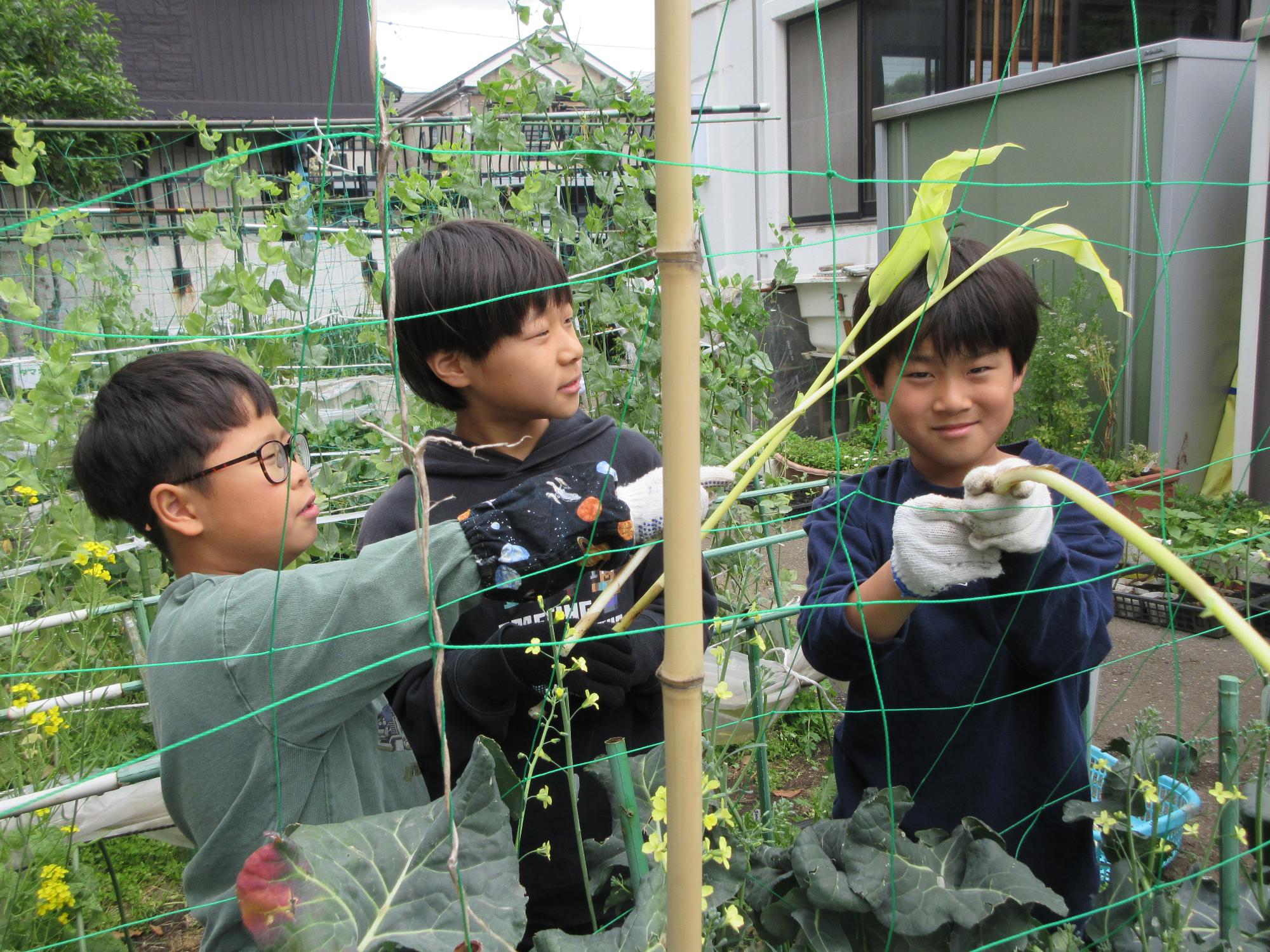収穫したミョウガタケを持つ児童の様子
