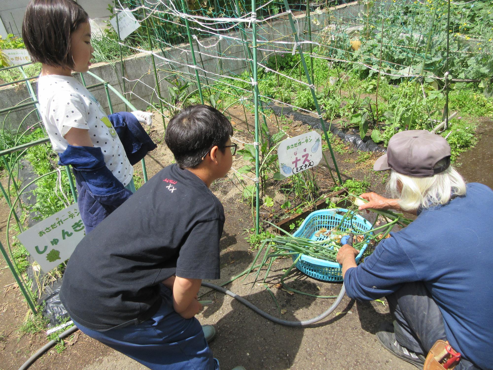 収穫した葉タマネギを洗う様子