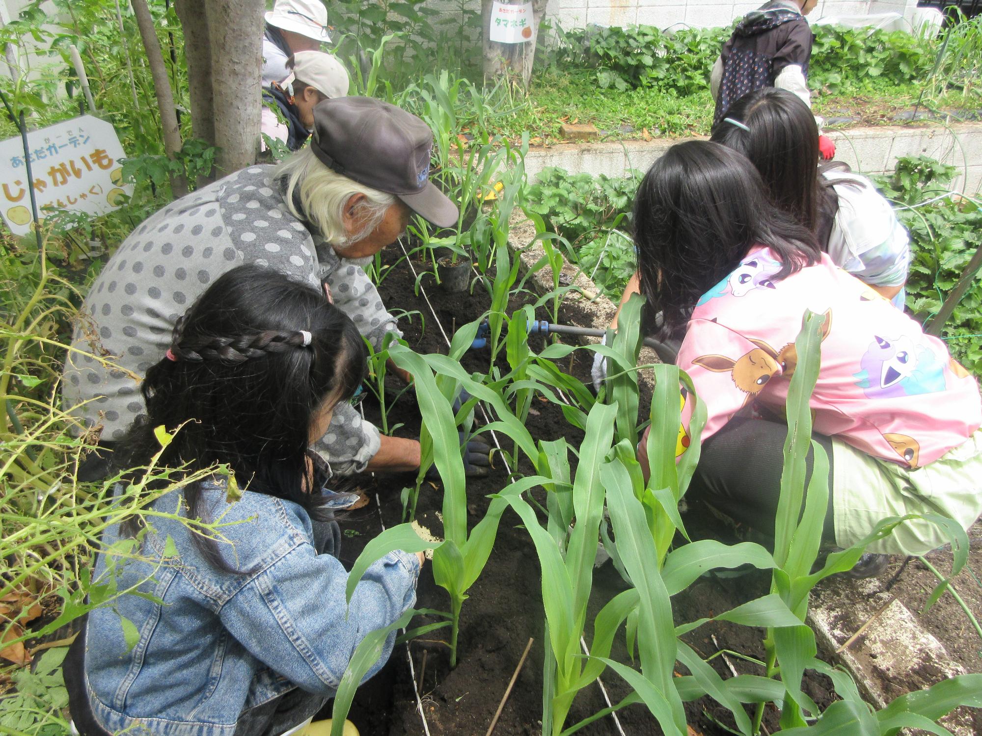 トウモロコシの苗を植える講師と児童の様子