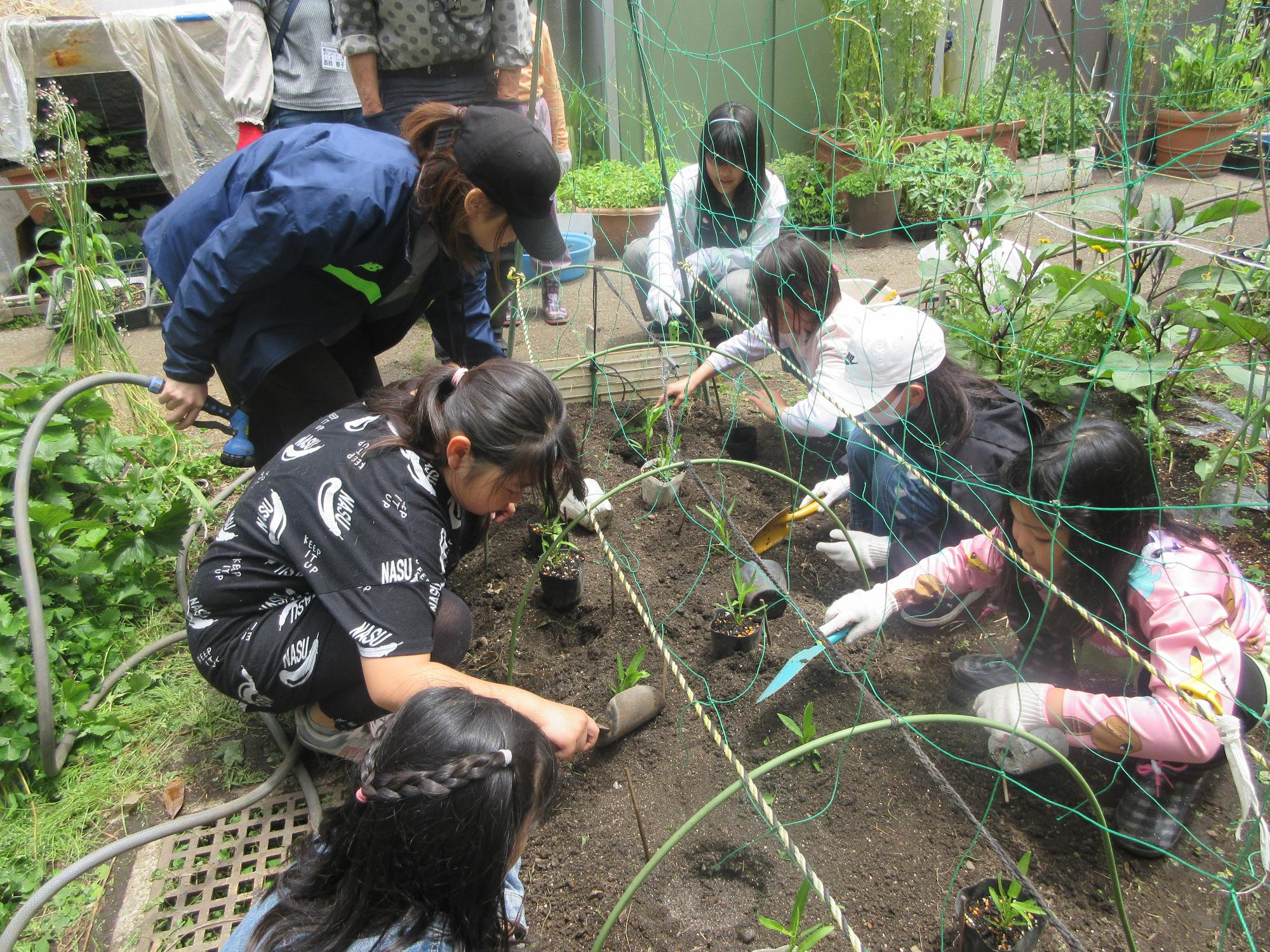 空芯菜の苗を植える児童の様子