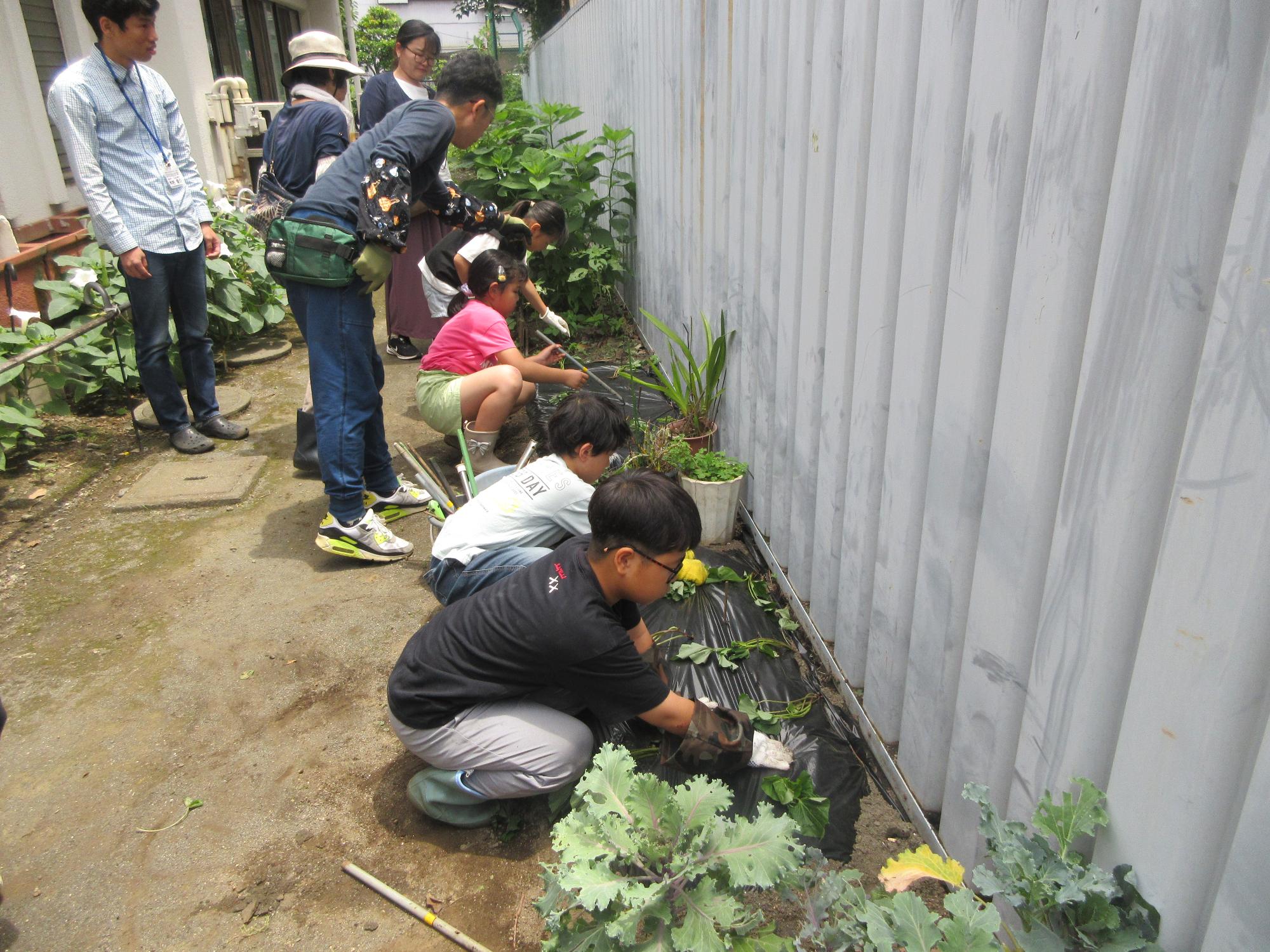 さつまいもの苗を児童が植える様子