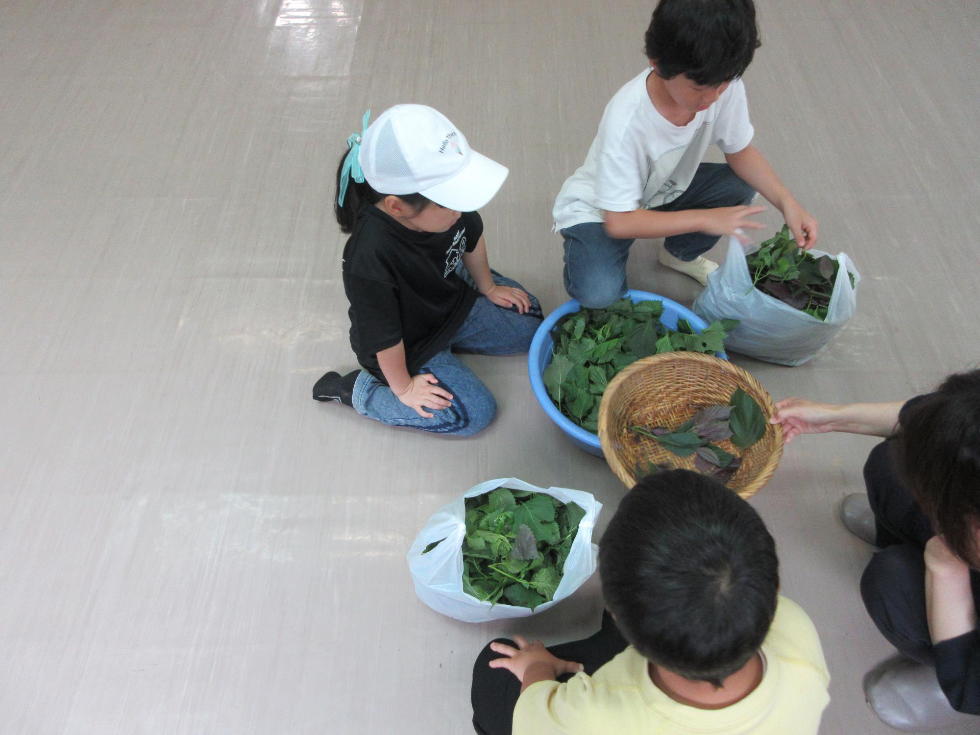 児童たちがオオバを袋詰めしている様子