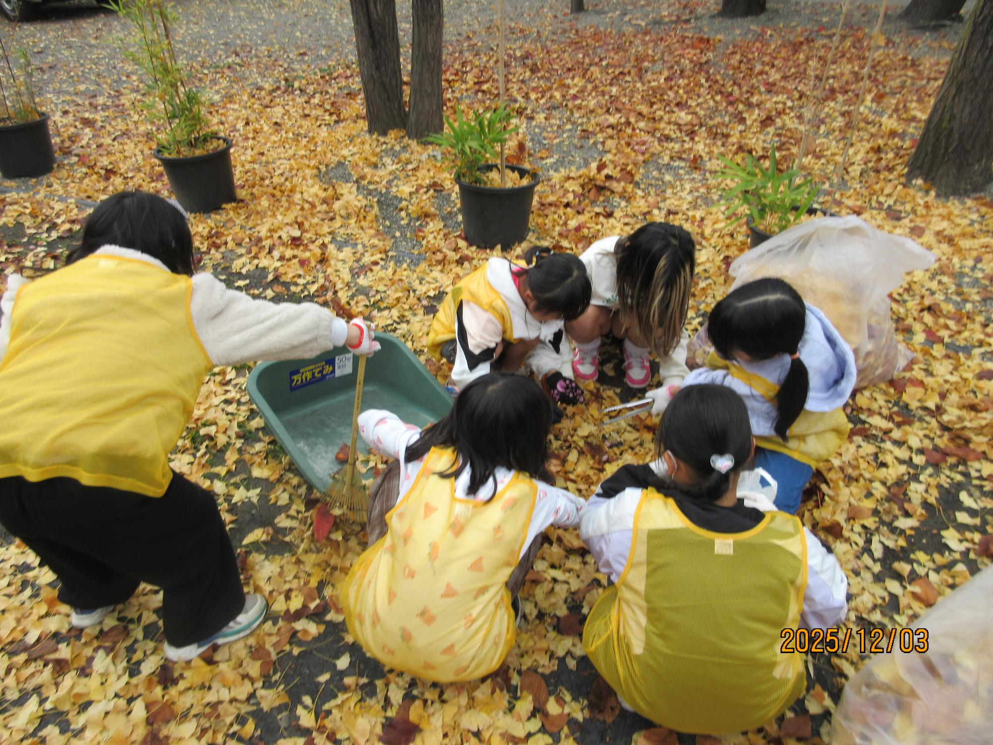 2025年12月_落ち葉拾いの様子3