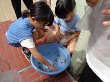 水色のバケツにどんぐりを入れている子どもたちの写真