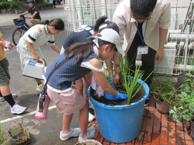 田植え用に土を入れ、水を貼ったバケツに稲を植える小学生女子2名とスタッフの写真