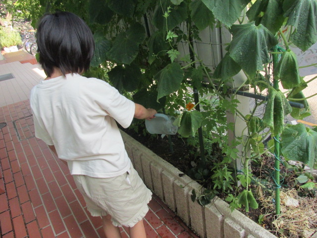 こどもが花壇に水をあげている写真