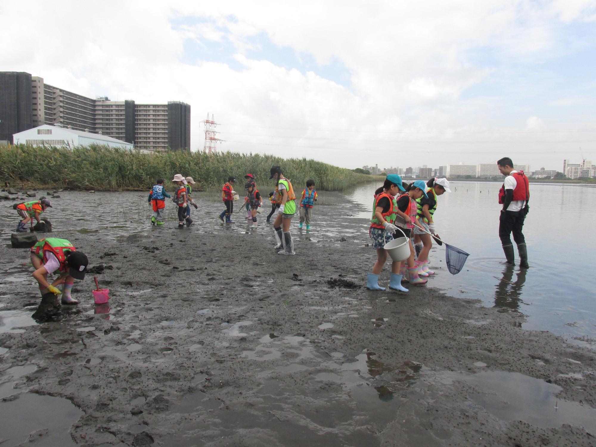子どもたちが干潟で生き物を探している写真