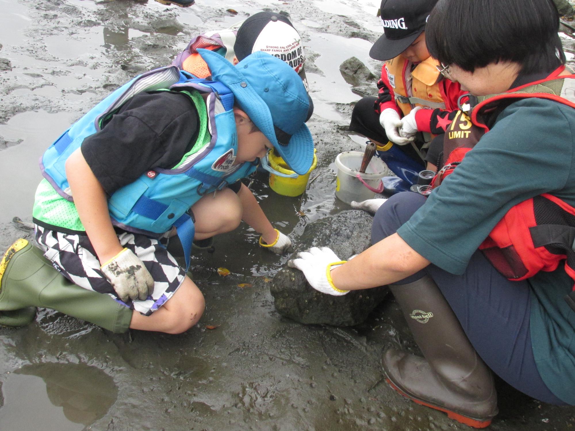 泥の中に手を入れて生き物を探している子どもの写真