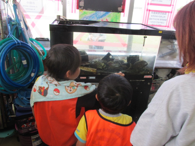 水槽の中の生き物を見ている子どもたちの写真