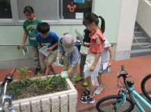 植物の写真を持った4人の子供たちが花壇に生えた植物を観察している写真