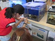水槽の中の生き物を指さしている女の子の写真