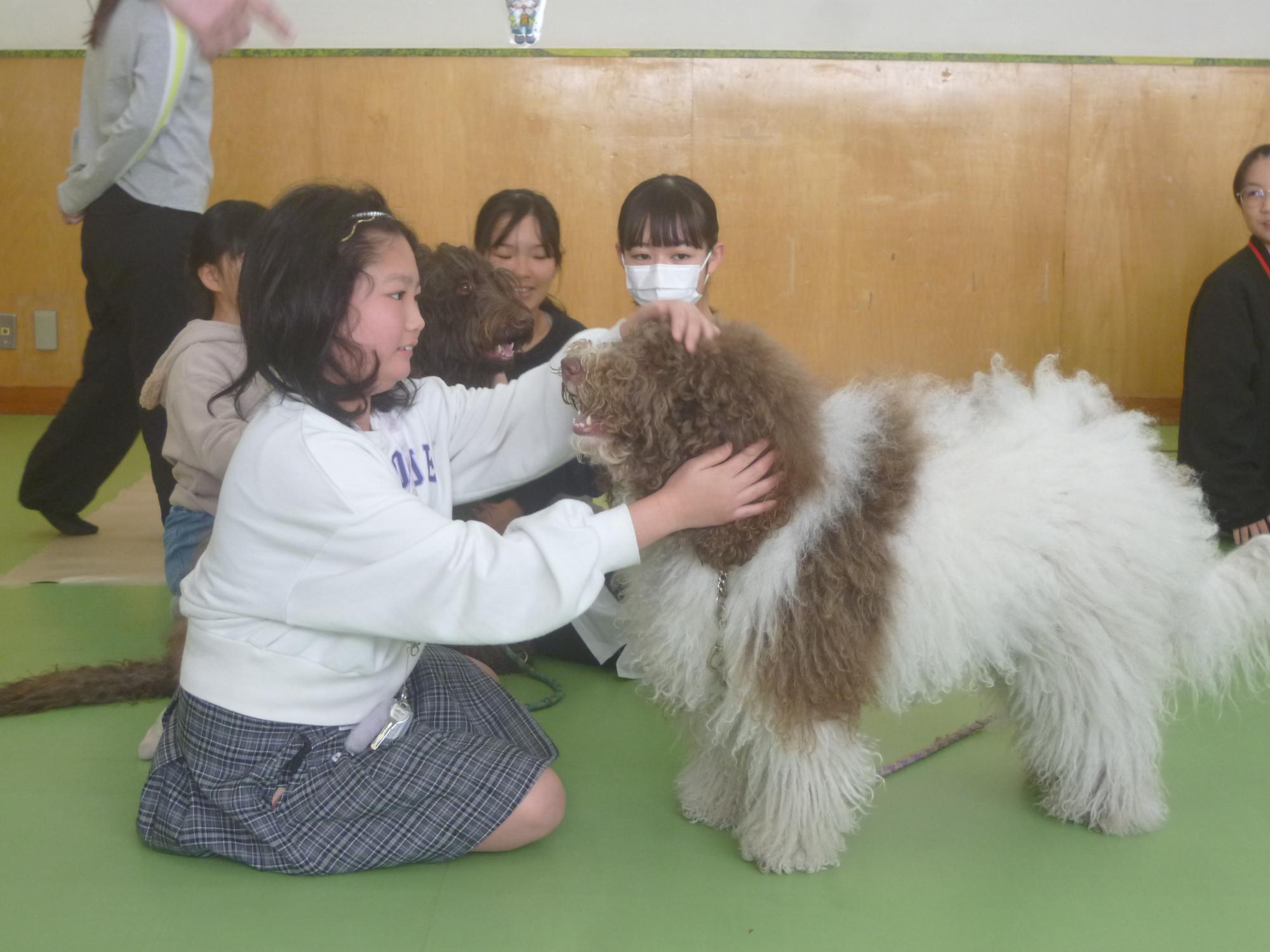 こどもが中型犬のワンちゃんと向き合って触れ合っている写真