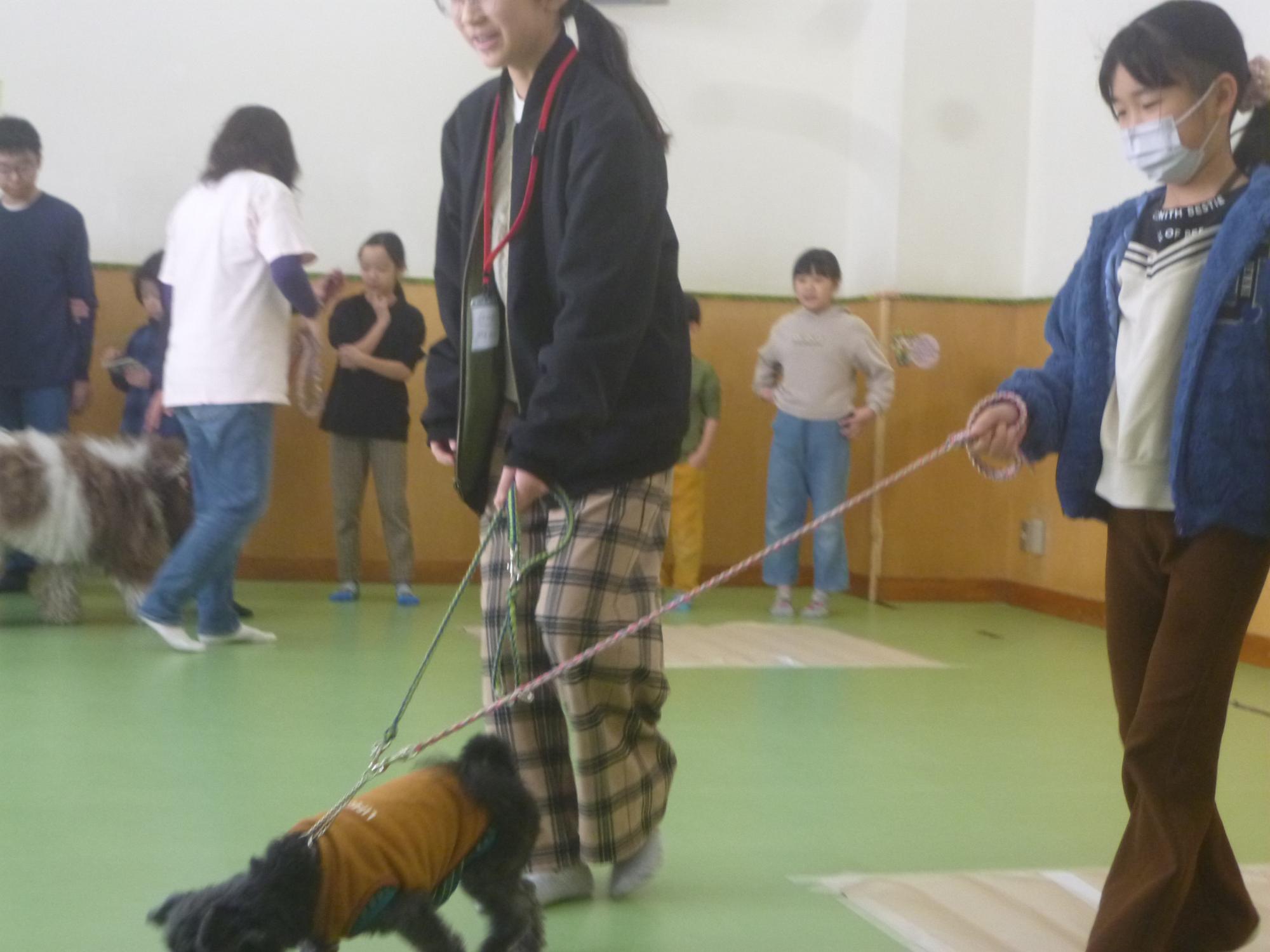 リードを持って犬の散歩の体験をしている子どもの写真