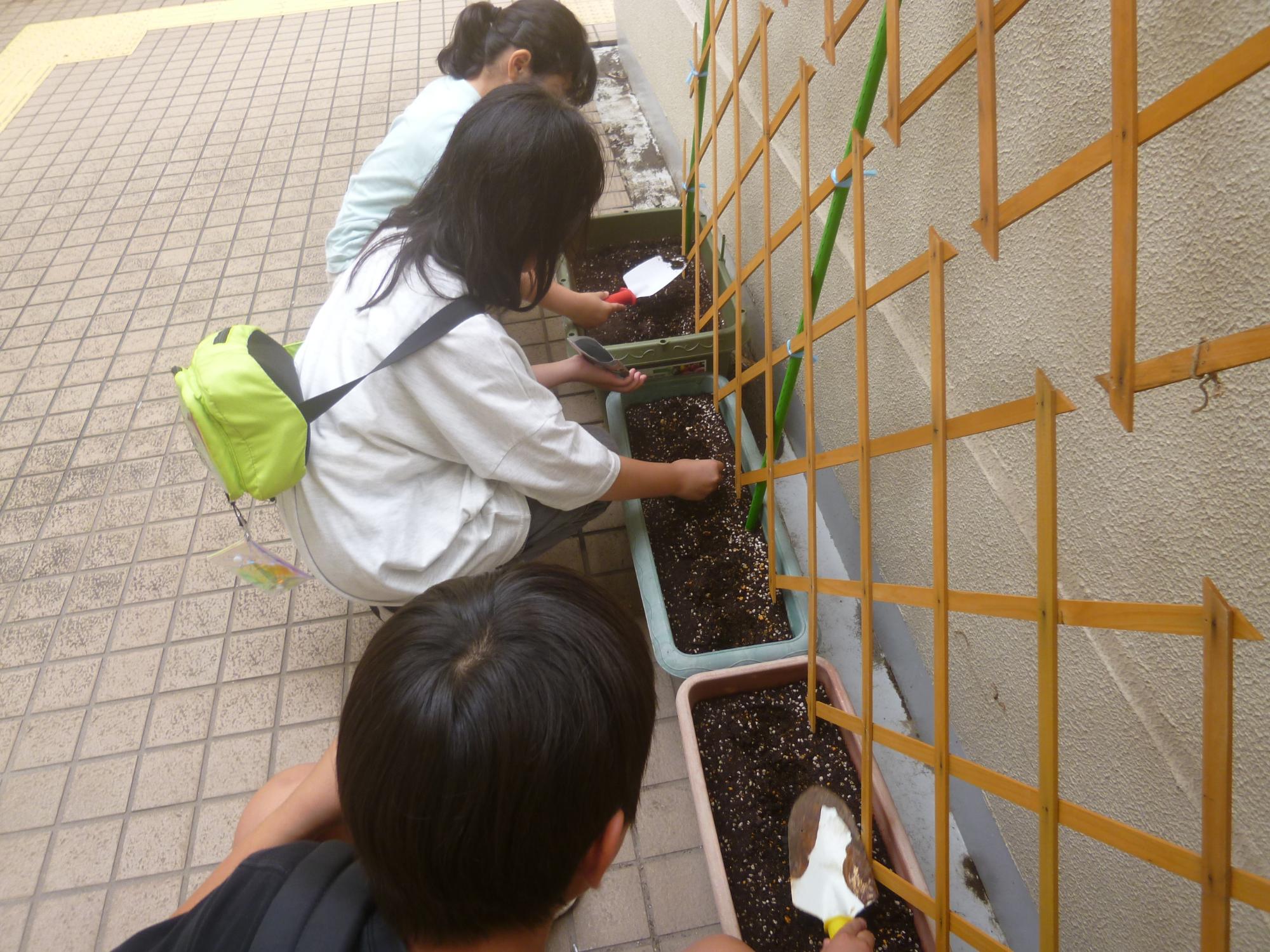 こども運営委員のメンバーがかぼちゃの種を植えている写真