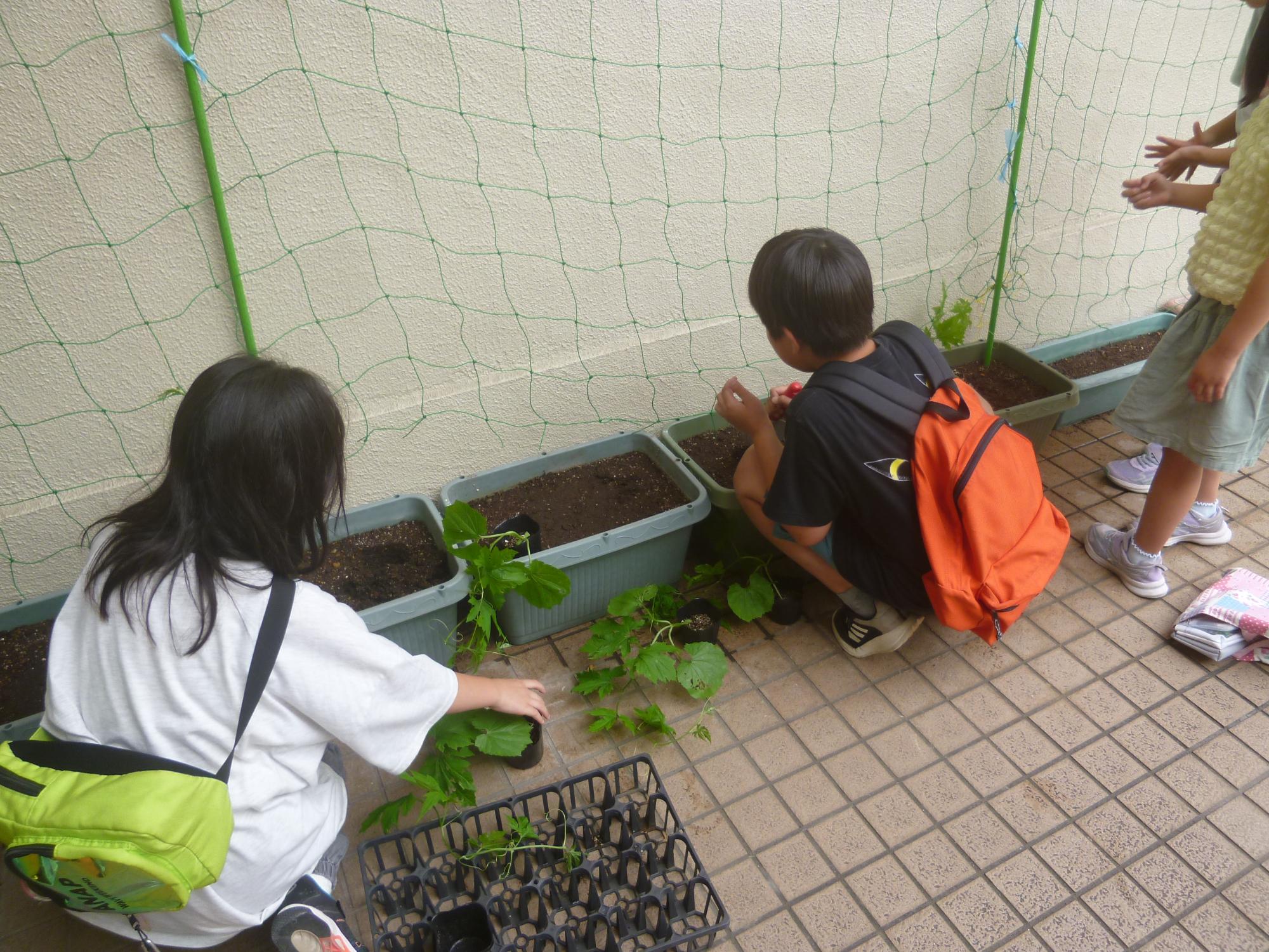 こども運営委員のメンバーがゴーヤの苗を植えている写真