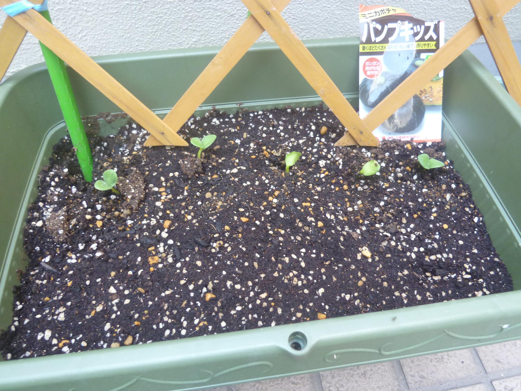 こども運営委員が植えたかぼちゃの芽が出てきている写真