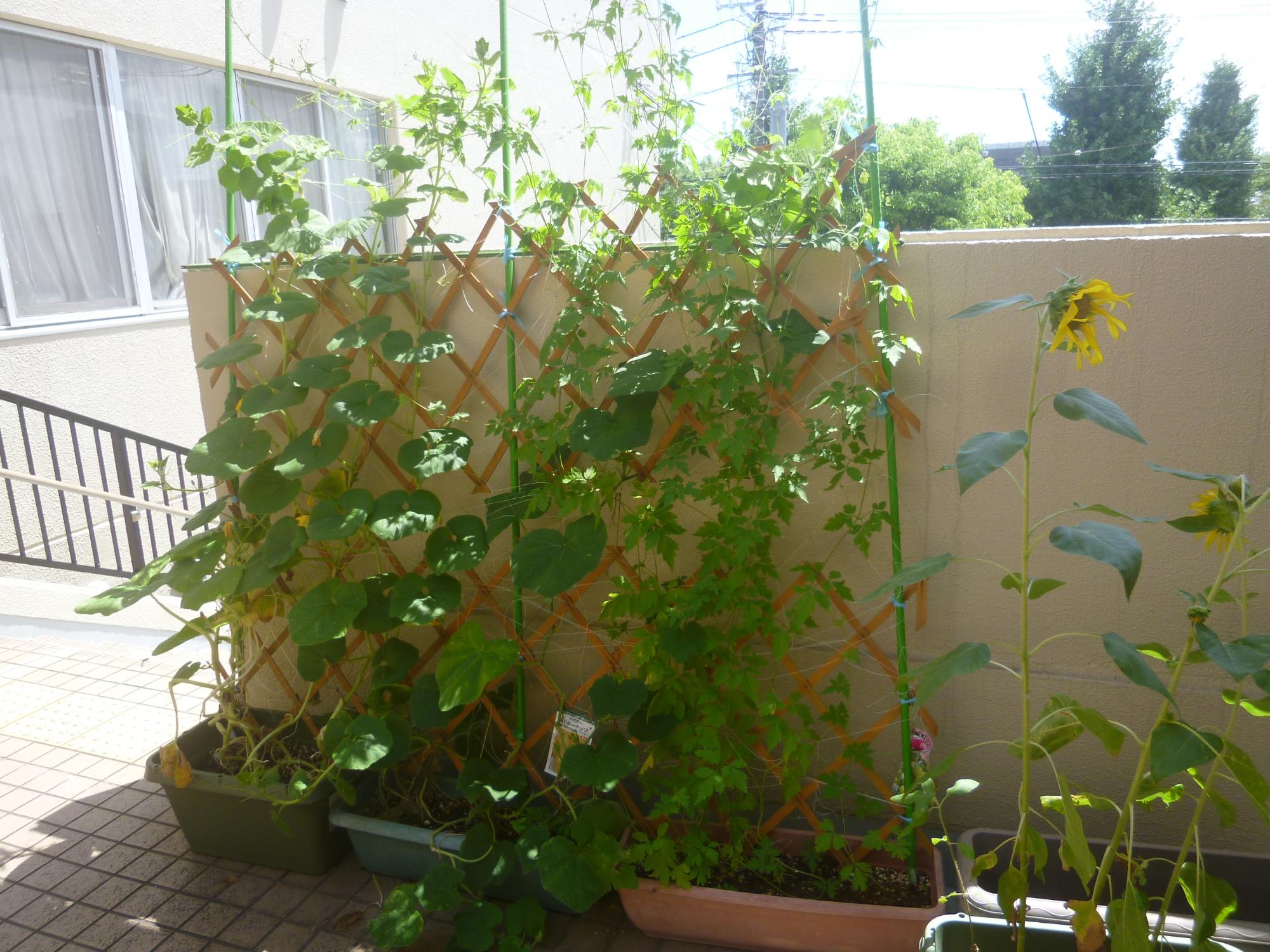 玄関前、こども運営委員が植えた、かぼちゃ、ひまわりが生い茂っている写真