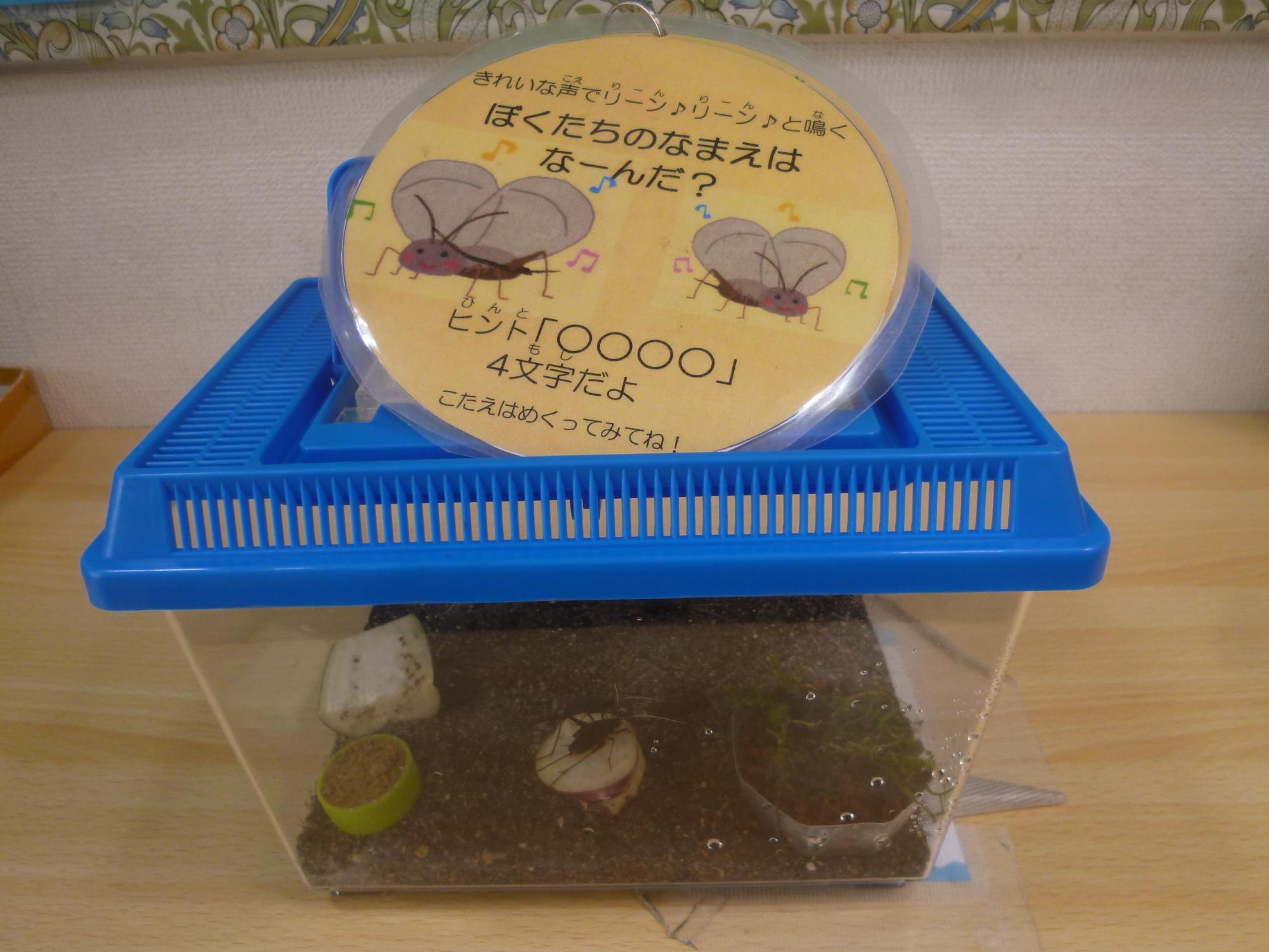虫かごに入っているスズムシ