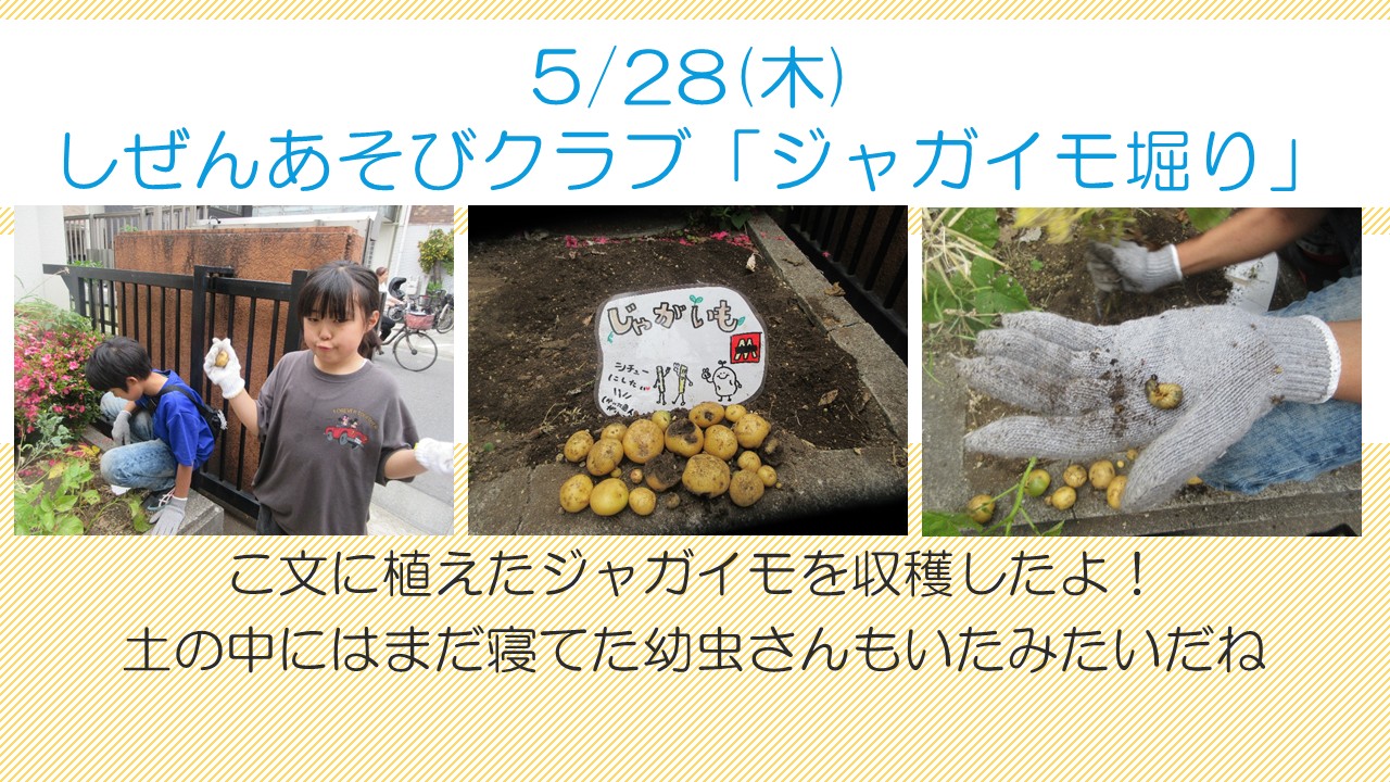 ジャガイモほり5月活動風景