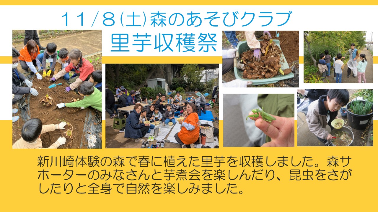 11月8日森のあそびクラブ里芋収穫祭の様子