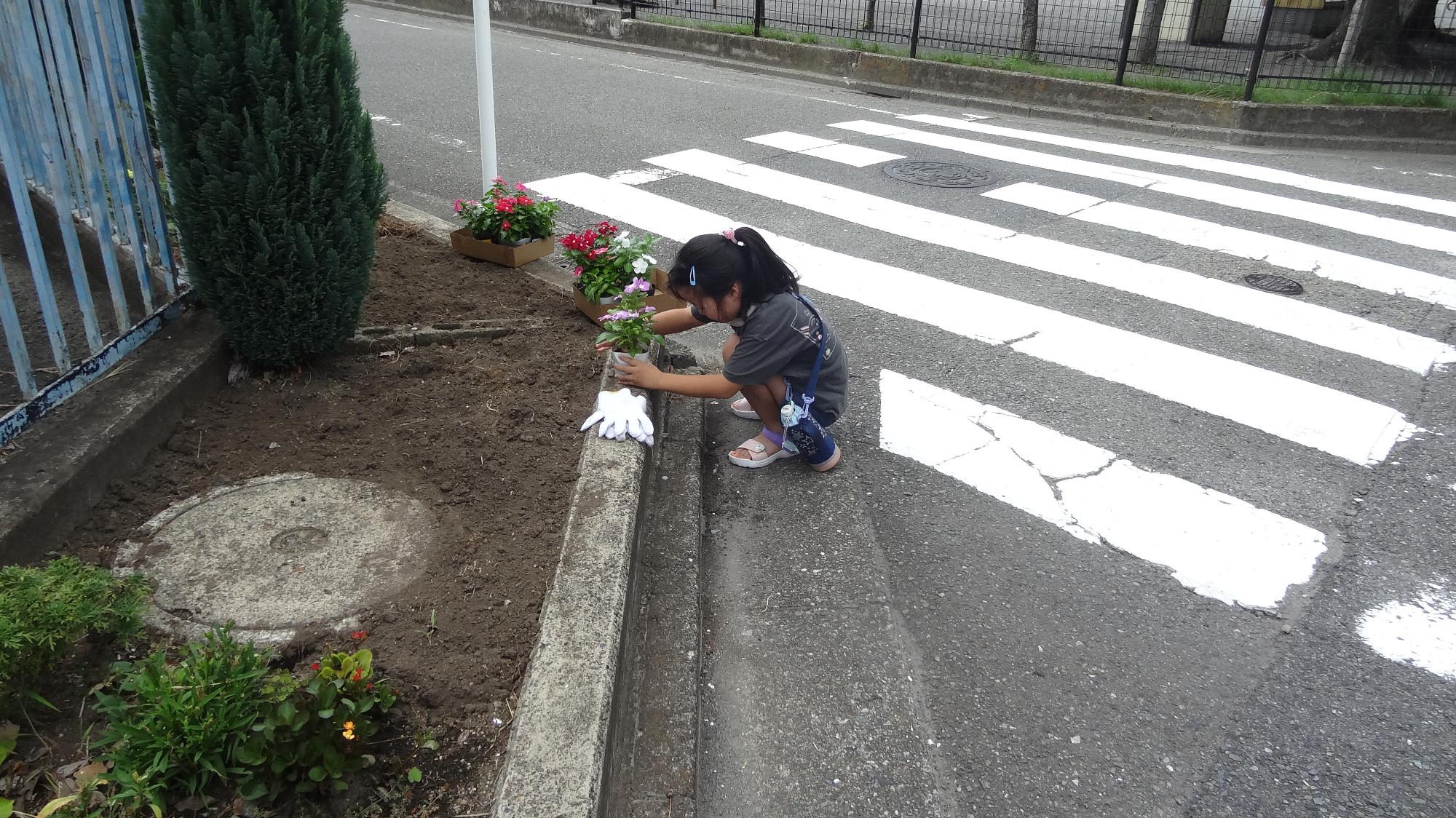 子どもが花壇に新しい花を植える様子