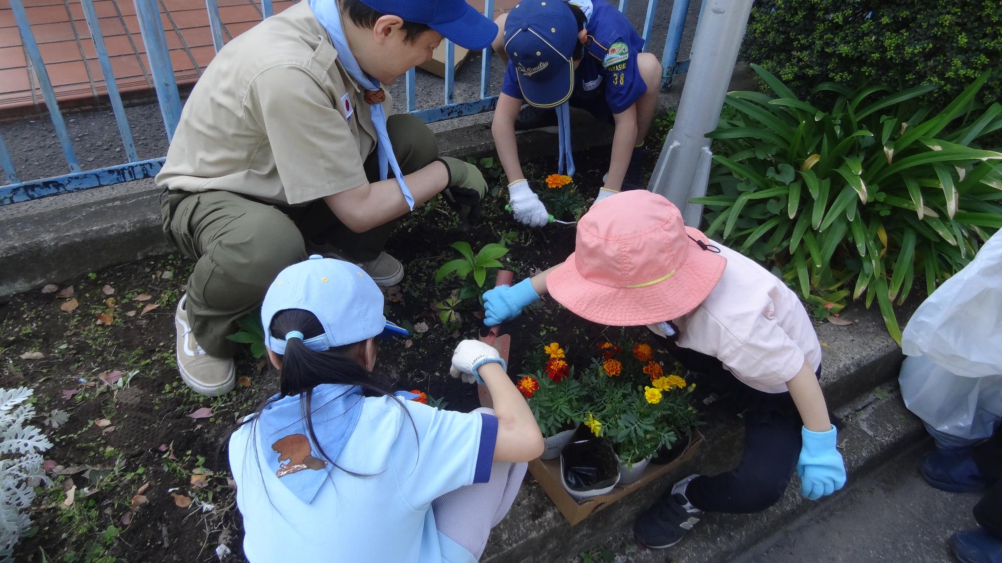 花壇に花を植えています
