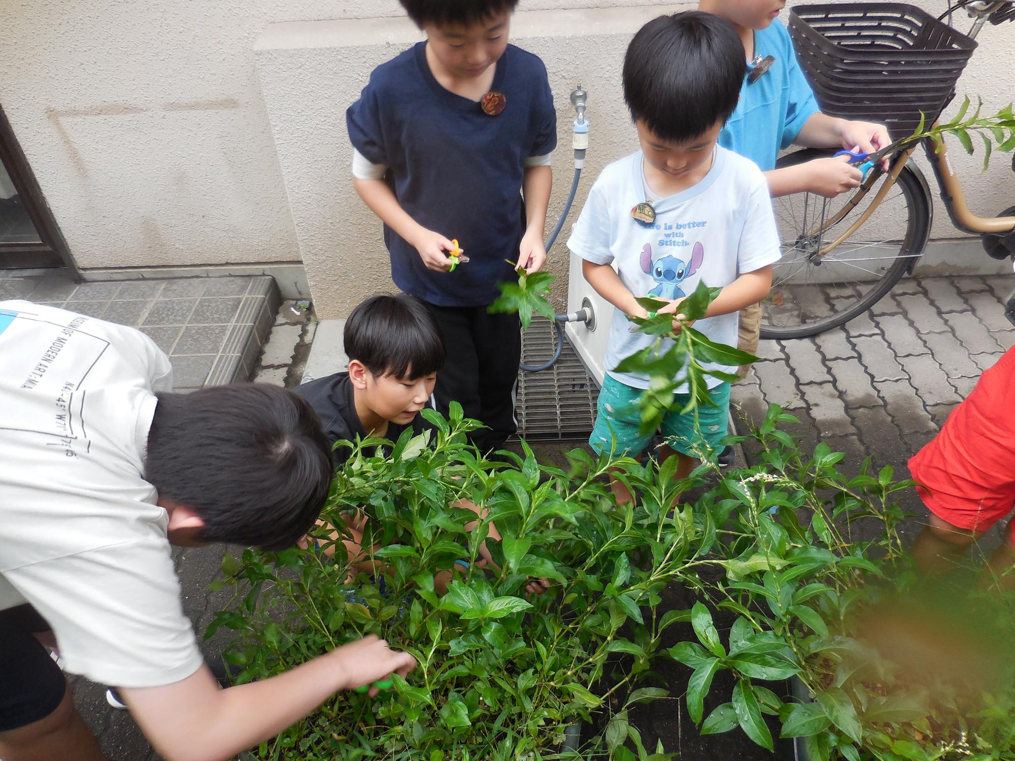 藍の草刈りの様子。