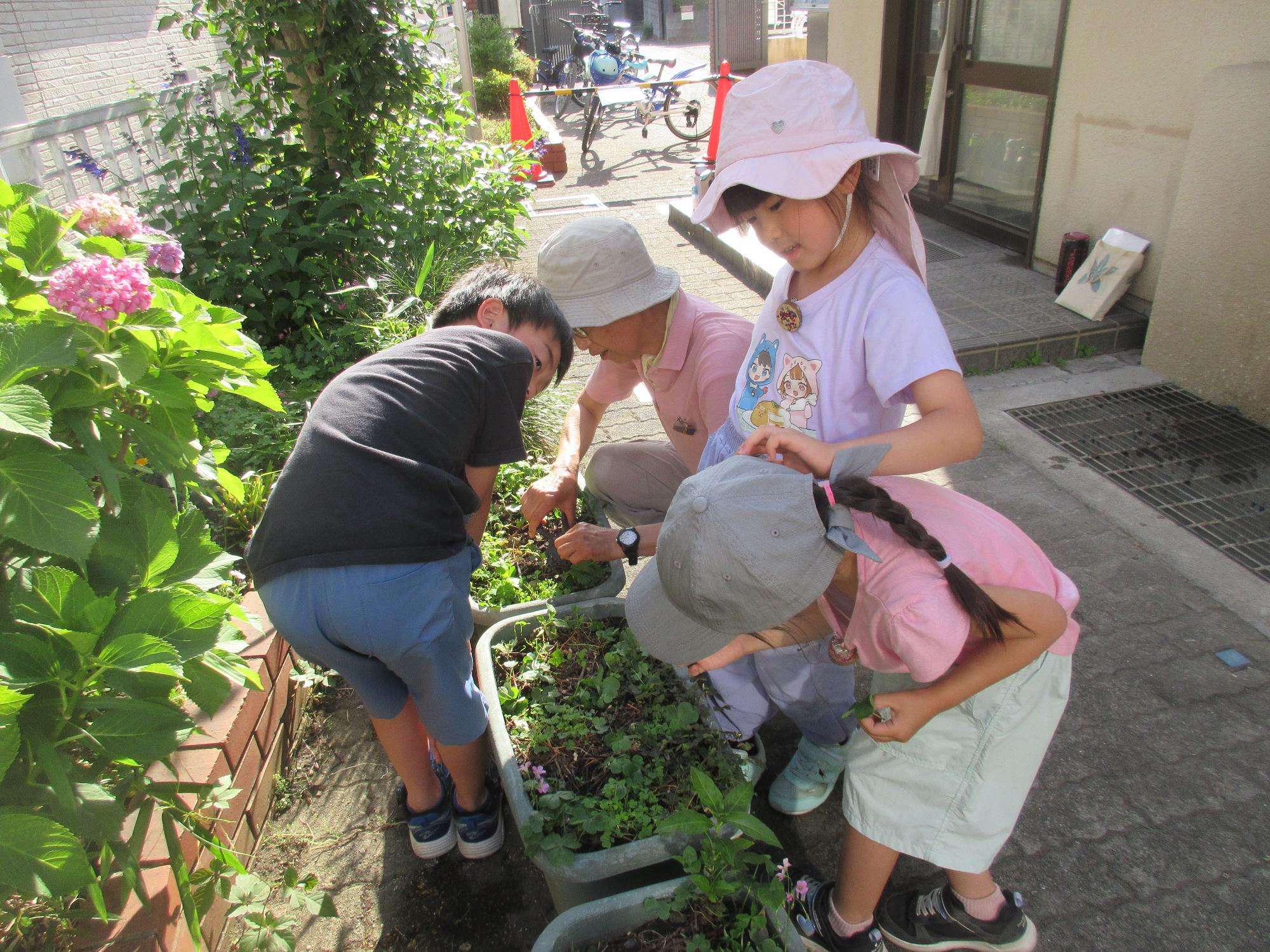藍の花のお世話をしている様子。