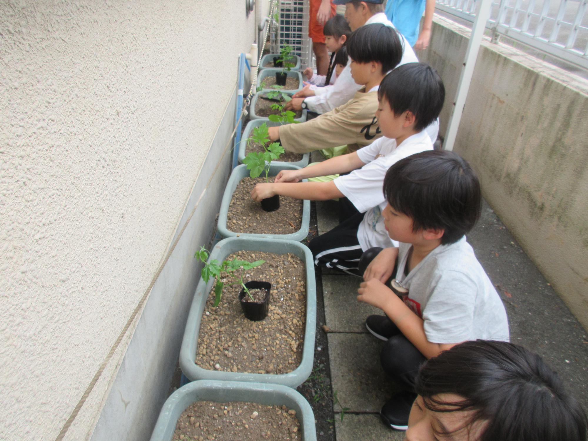 子どもたちがゴーヤの苗を植えている様子。