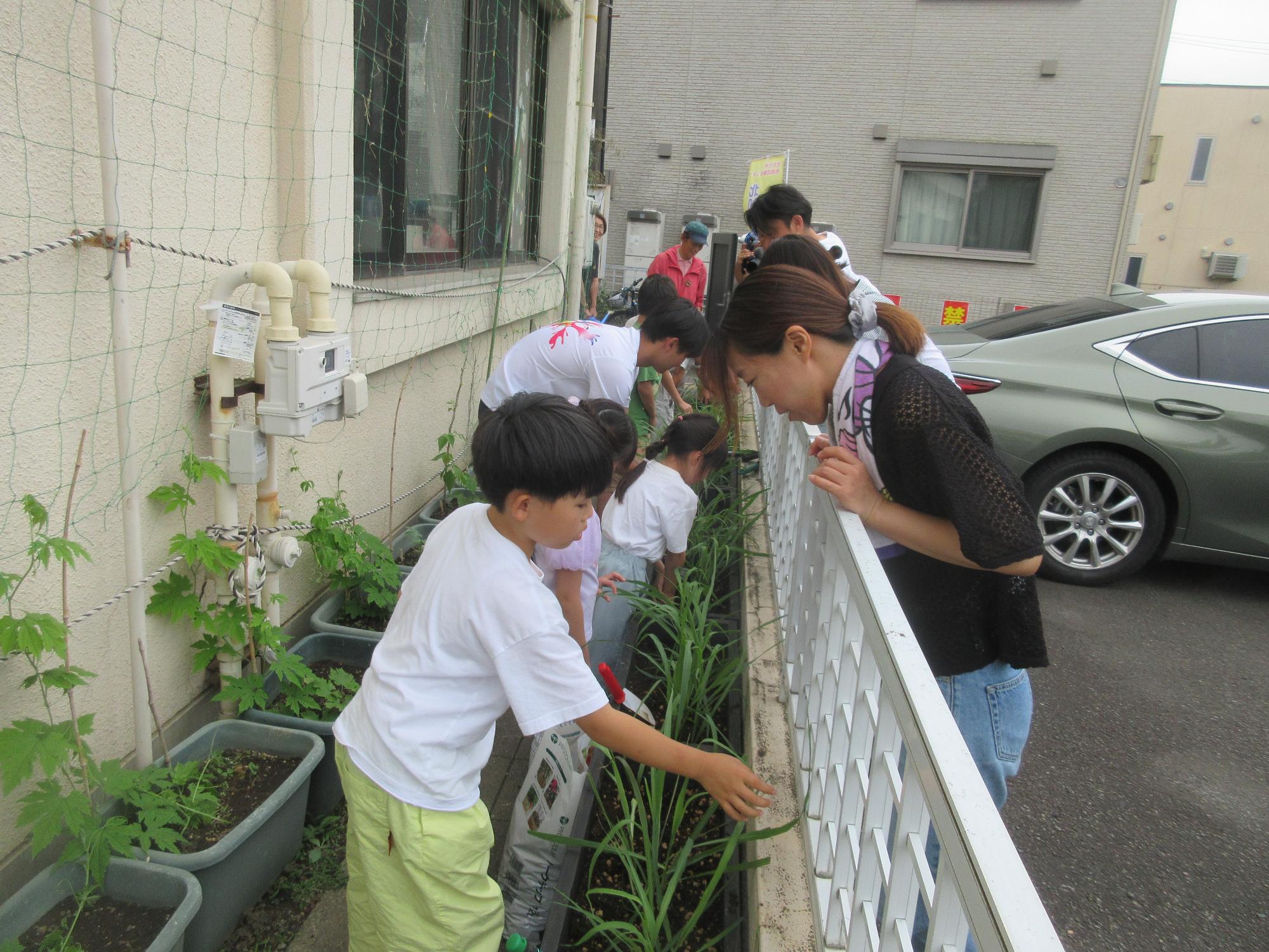 レモングラスを植え付ける様子。