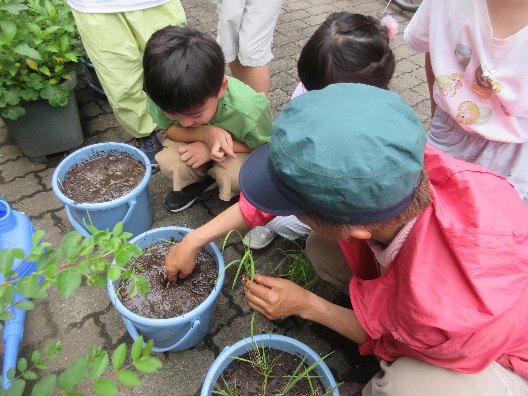 稲の植え付けの様子。