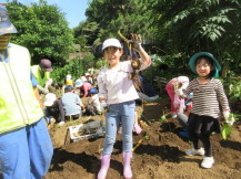 収穫したじゃがいもを片手に持って記念撮影している女の子の写真