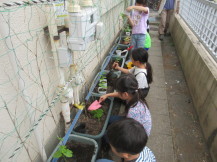 壁添いに並べられたプランターにゴーヤの苗を植えている子供たちの写真