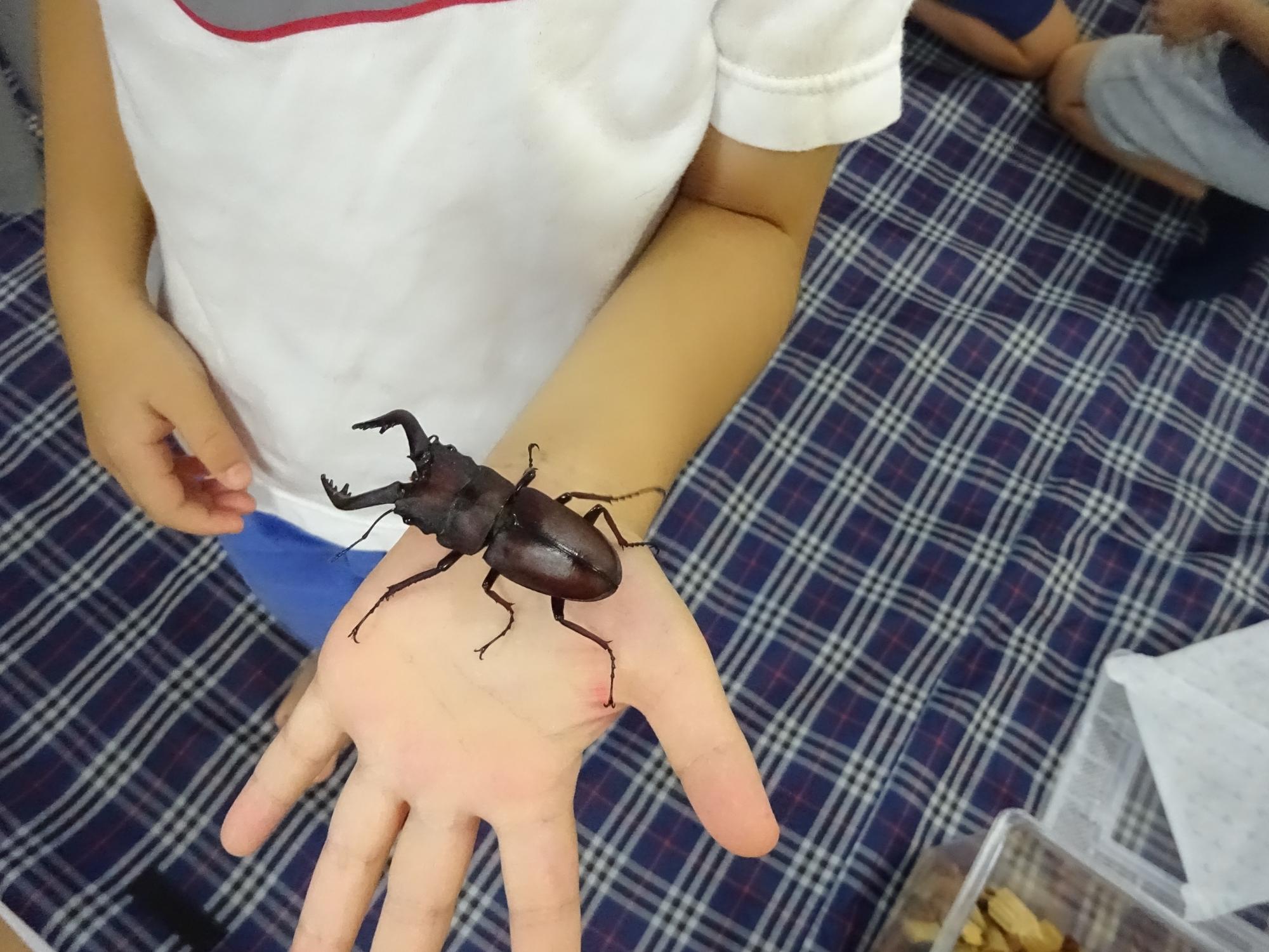 クワガタをてのひらに乗せた子どもの写真